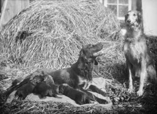 Windhundfamilie mit säugenden Welpen