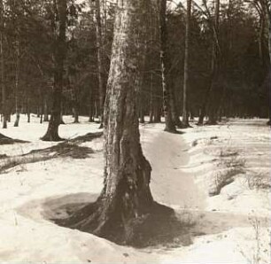 Wärmeentwicklung durch lebende Pflanzen. Schneeschmelzering um Nadelholzstamm