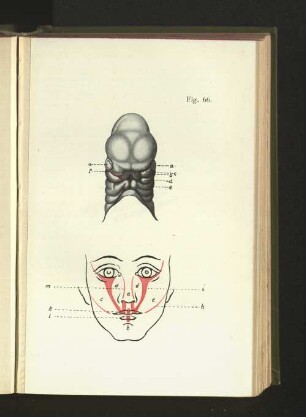 Fig. 66.