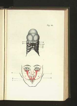 Fig. 66.