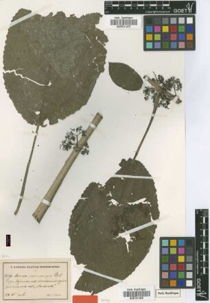 Urera chlorocarpa Urb. [syntype]