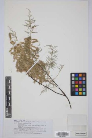 Tamarix canariensis Willd.