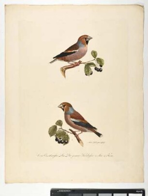 Loxia Coccothraustes. Linn. Der gemeine Kernbeisser. 1 Mas. 2. Foem. - Kernbeisser. Coccothraustes coccothraustes; mas. fem. - Zeichner und Stecher: Ambrosius Gabler