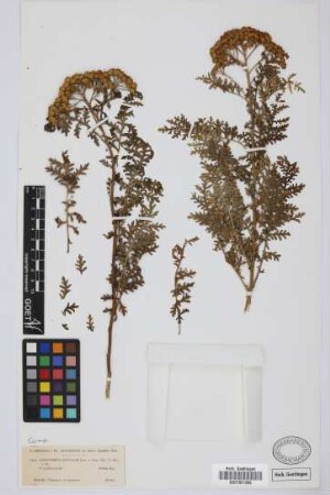 Gonospermum fruticosum (Buch) Less.