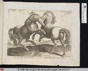 Duellum equinum.