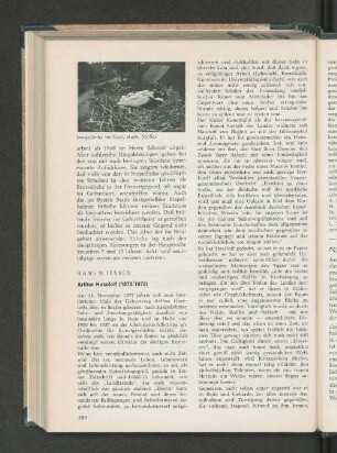 Arthur Haseloff (1872/1972).
