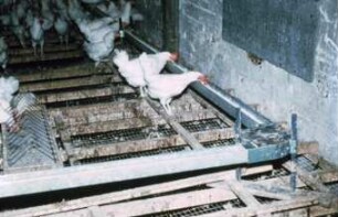Fotografie: Tierproduktionsverfahren, Stallsystem, Legehenne