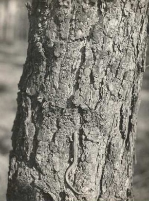 Europa. Waldeidechse (Zootoca vivipara; vormals Lacerta vivipara) kletternd am Baumstamm