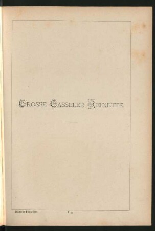 I. 33. Grosse Casseler Reinette
