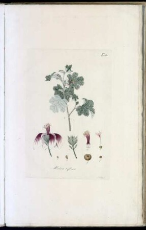 Tab. IV Malva reflexa