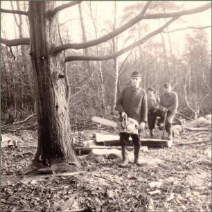Fällarbeiten im Wald