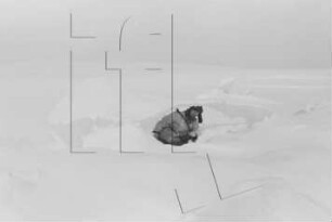 Wordie-Bucht : Eispressung (Gustav Scheidweiler)