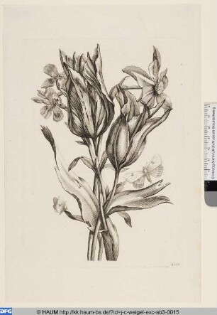 Tulpe, Narzisse und Schmetterlinge