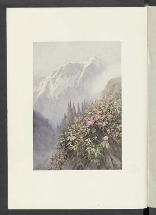 Wild Rhododendrons
