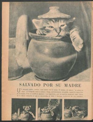 Salvado por su madre