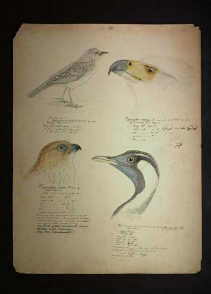 Ornithologie pl. XIV.