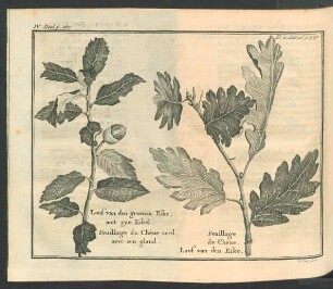 Tafel: Loof van den groenen Eike, met zyn Eikel [...]