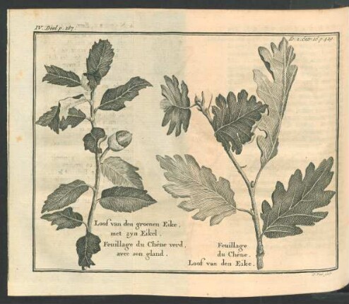 Tafel: Loof van den groenen Eike, met zyn Eikel [...]