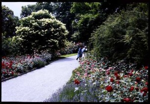 Insel Mainau: Parkweg mit Rosen