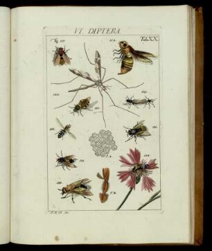 VI. Diptera, Tab. XX - XXI