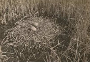 Kranich (Grauer Kranich, Grus grus L.), Nest mit Gelege