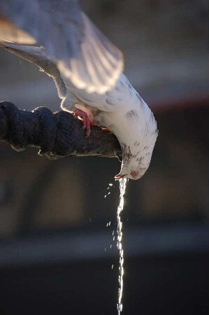 Taube trinkt an einem historischen Brunnen