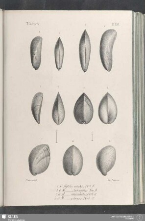 Pl. 338
