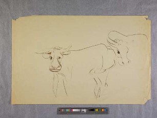 o. T. (Kuh-Karikatur; aus dem Zoo-Zeichnen an der Burg Giebichenstein in Halle)