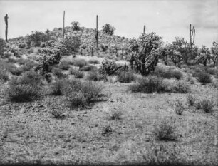 Arizona : Landschaft mit Strauch- und Kakteen-Vegetation in Arizona