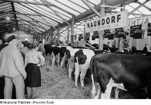 Besucher bei der Tierschau (Rinderausstellung)