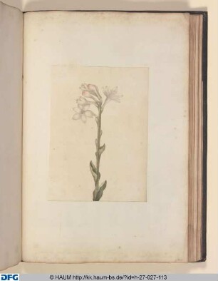 Weißrosa Blüten am Stängel