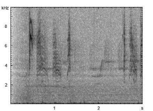 Weidenmeise | Poecile montanus - Ruf