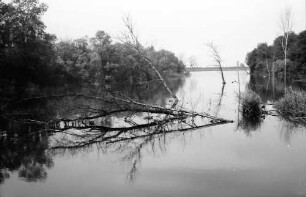 Taubergießen: Rheinwald; Naturschutzgebiet