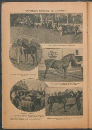 Exposición Nacional de Ganadería - [Ilustración]