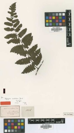 Diplazium vestitum C.Presl [syntype]