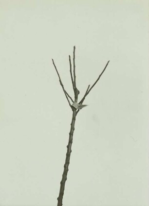 Einjährige Krone eines Apfelbaumes nach dem Schnitt