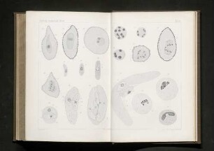 Taf. 17