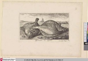Quadratulus, Le Quarlet