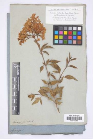 Syringa chinensis W.