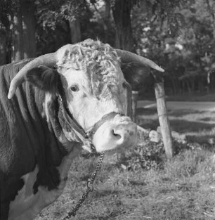 Long Island, Bulle auf der Lester Davis Farm