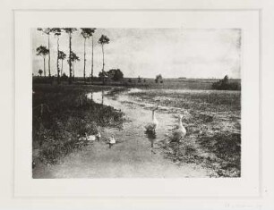 Gänse