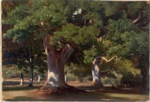Waldlichtung mit Eichengruppe