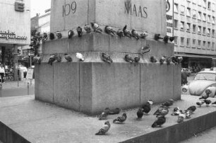 Tauben in der Innenstadt