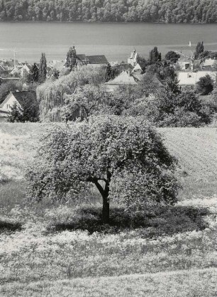 Frühlingswiesen vor Überlingen