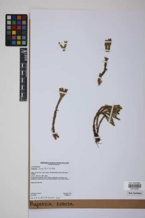 Phlegmariurus eversus (Poir.) B. &Oslash;llg.
