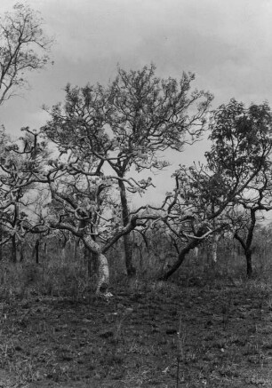 Vegetation : Kleine Bäume nahe Nioaque.