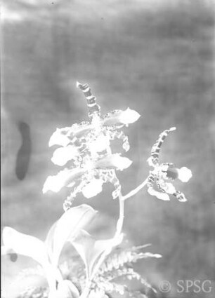 Potsdam, Park Sanssouci, Gewächshaus, Blumenausstellung 1934.
