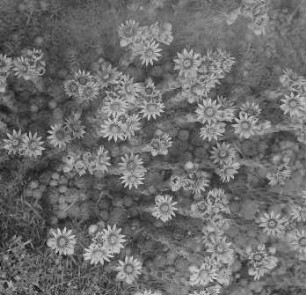Dickblattgewächse (Crassulaceae). Berghauswurz (Sempervivum montanum). Blühender Bestand