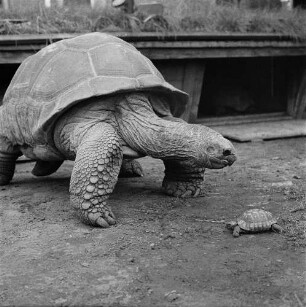 Zootiere. Schildkröte mit Jungem