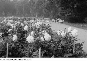 Blumenbeet im Clara-Zetkin-Park